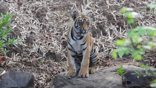 Chasing a ‘fifty’ in the jungle for tiger conservation in India